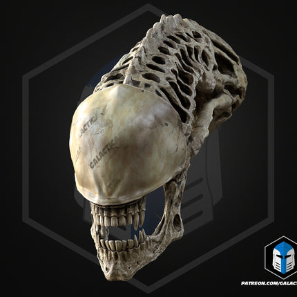 Xenomorph Skull Trophy – Sci-Fi Collector Display